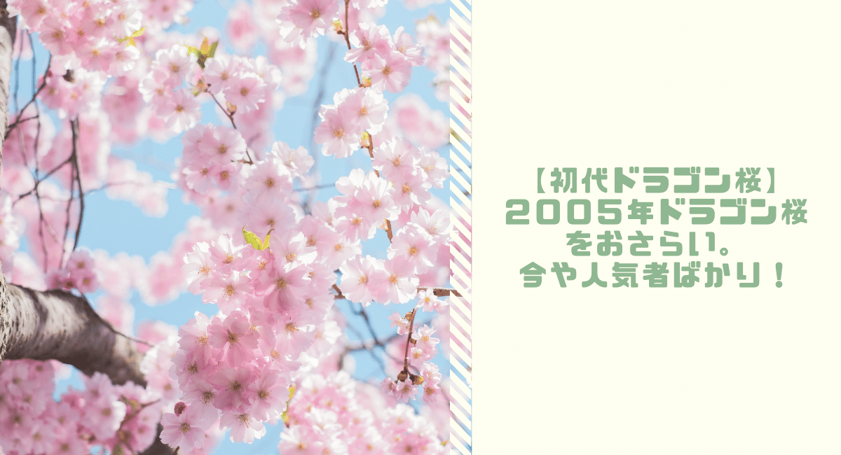 初代ドラゴン桜】２００５年ドラゴン桜をおさらい。今や人気者ばかり 